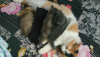 Cat for sell